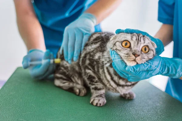 Cropped Image Two Veterinarians Making Injection British Shorthair Cat Clinic — стоковое фото