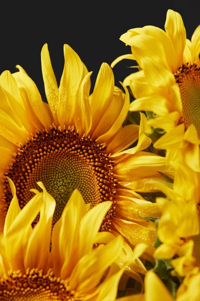 Beautiful Background Yellow Sunflowers Isolated Black — стоковое фото