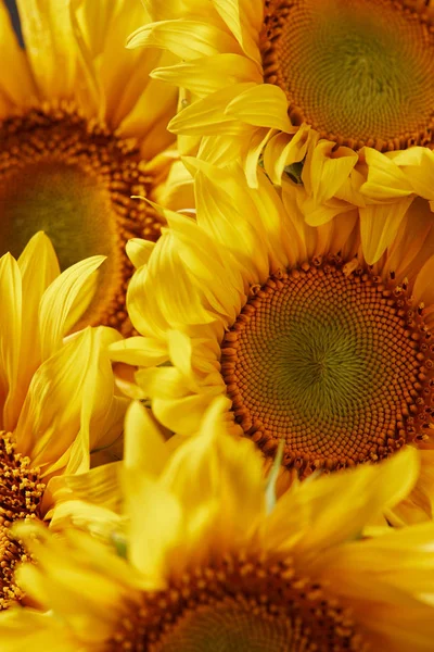 Summer Texture Yellow Fragrant Sunflowers — стоковое фото
