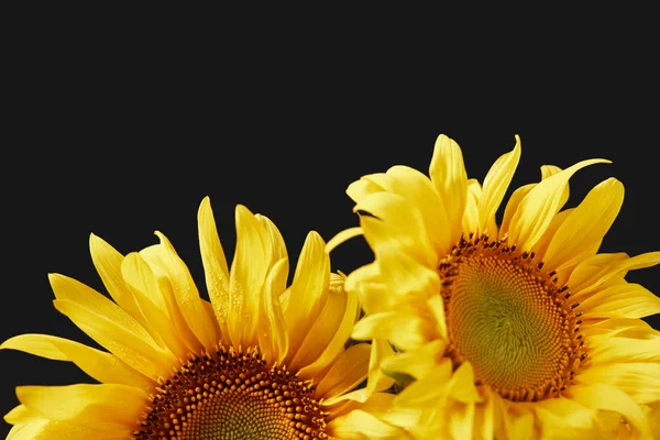 Beautiful Bouquet Yellow Sunflowers Isolated Black — стоковое фото