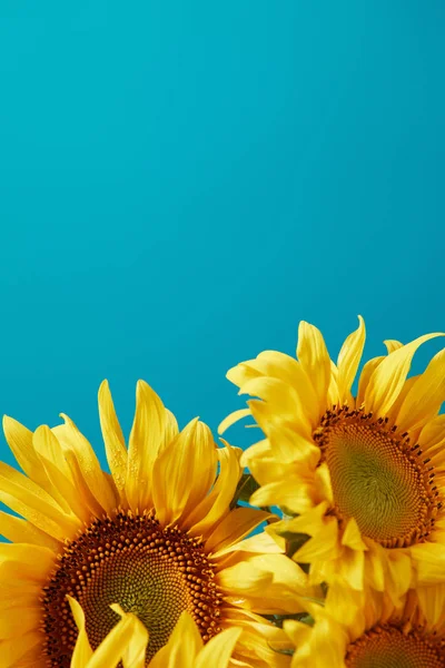 Bouquet Bright Yellow Sunflowers Isolated Blue Copy Space — стоковое фото