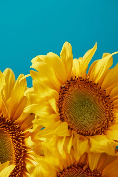 Close Bouquet Yellow Sunflowers Isolated Blue — стоковое фото
