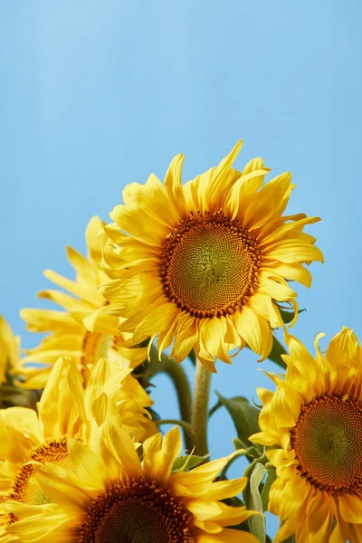 Bouquet Yellow Sunflowers Isolated Blue — стоковое фото