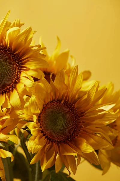 Bouquet Beautiful Yellow Sunflowers Isolated Yellow — стоковое фото