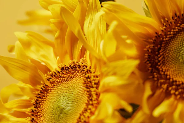 Summer Background Bright Yellow Sunflowers — стоковое фото