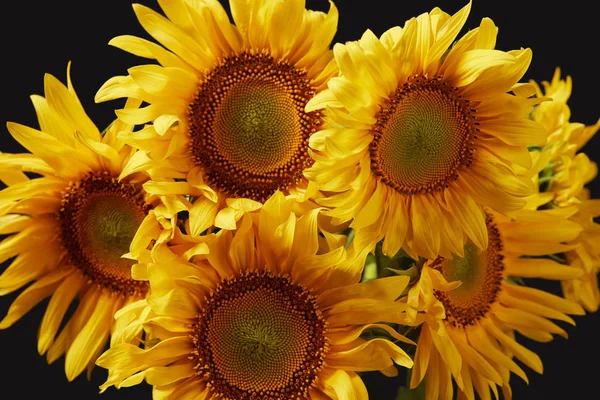 Natural Bouquet Yellow Sunflowers Isolated Black — стоковое фото