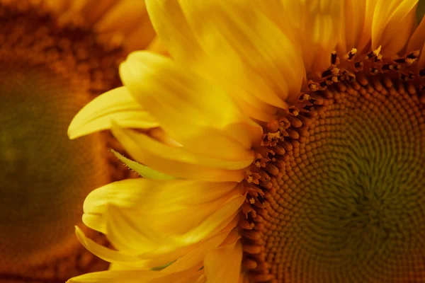 Summer Background Yellow Sunflowers Close — стоковое фото