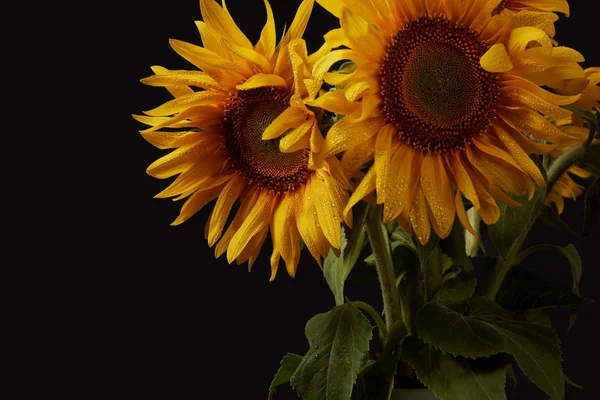 Summer Bouquet Yellow Sunflowers Isolated Black — стоковое фото
