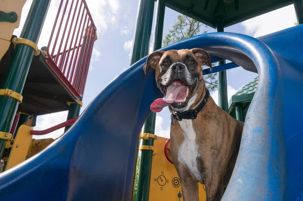 Silly Boxer Dog Enjoying Playground Fall Day — стоковое фото