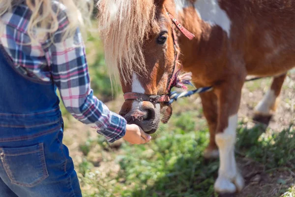 Cropped Image Kid Feeding Cute Pony Farm — стоковое фото