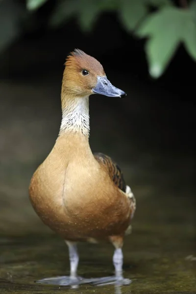 Fulvous Whistling Duck Dendrocygna Bicolor Brown Duck Bird — стоковое фото