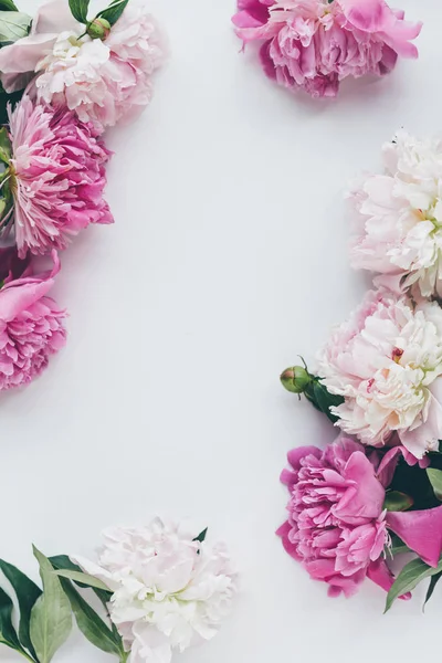 Вид Сверху Цветущие Розовые Цветы Цветение Белом Копией Пространства — стоковое фото