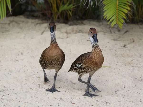 West Indian Whistling Duck — стоковое фото