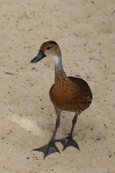 West Indian Whistling Duck — стоковое фото