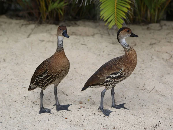 West Indian Whistling Duck — стоковое фото