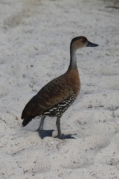 West Indian Whistling Duck — стоковое фото