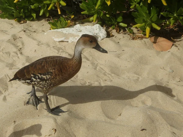 West Indian Whistling Duck — стоковое фото