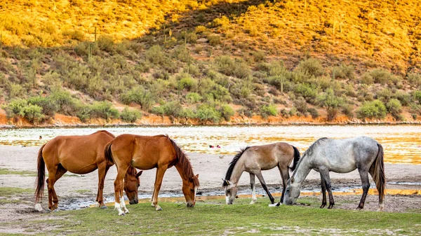 Four Wild Horses Grazing Grass Shore Salt River Mesa Arizona Стоковое Изображение