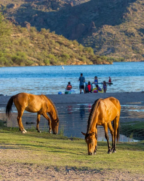 Wild Horses Grazing Grass Shore Salt River Mesa Arizona Unidentifiable Стоковое Изображение