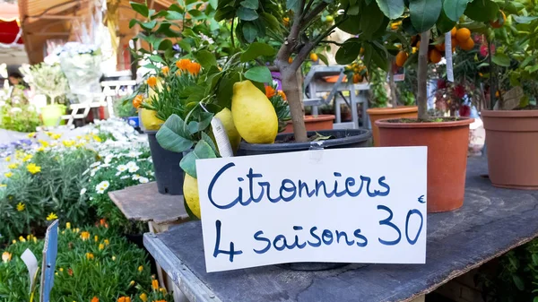 Wide Choice Citrus Fruit Trees Orangery Market Trade Gardening Business — стоковое фото