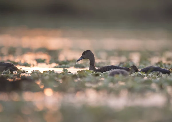 Whistling Duck Dendrocygninae — стоковое фото