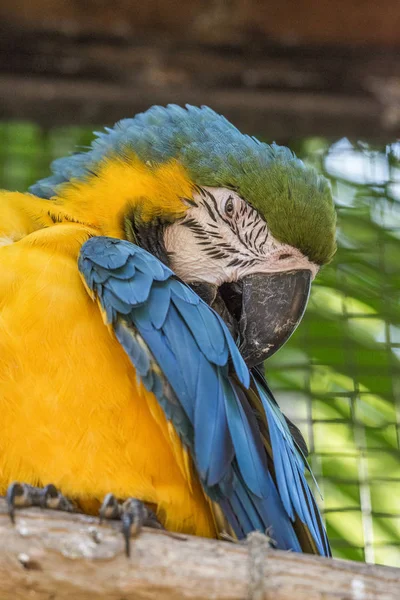 Colorful Yellow Blue Green Macaw Birds Park Foz Iguacu Parana — стоковое фото
