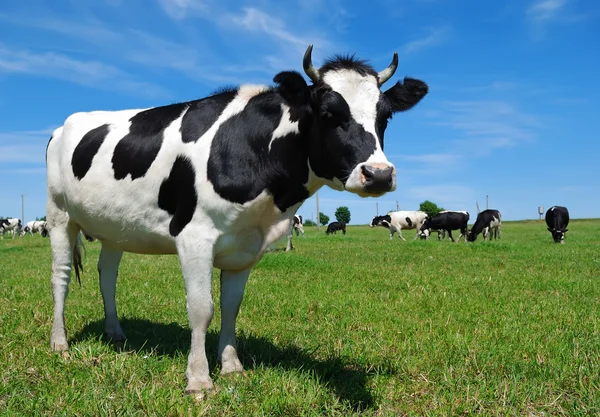 Молодой рогатой корове на пастбища — стоковое фото