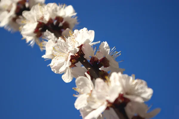 Абрикосов цветы на голубое небо му — стоковое фото