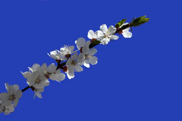 Абрикосов цветы на синий — стоковое фото
