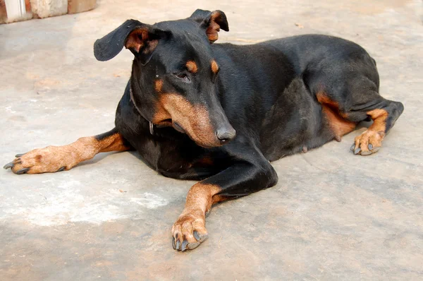 Питомец собака Доберман — стоковое фото