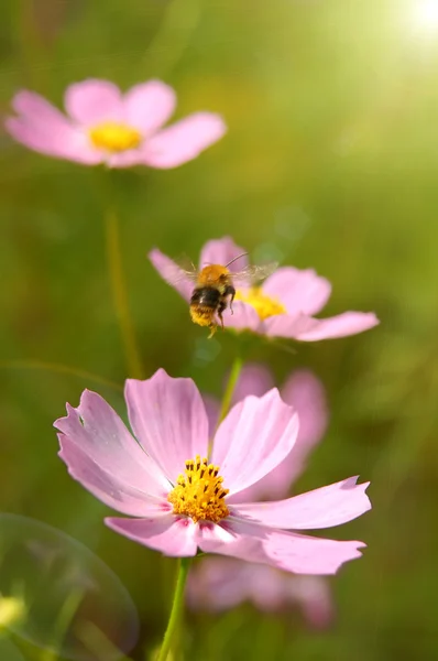 Летящая пчела над цветами — стоковое фото