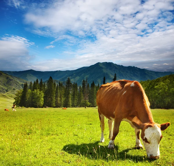 Задевание коровы — стоковое фото