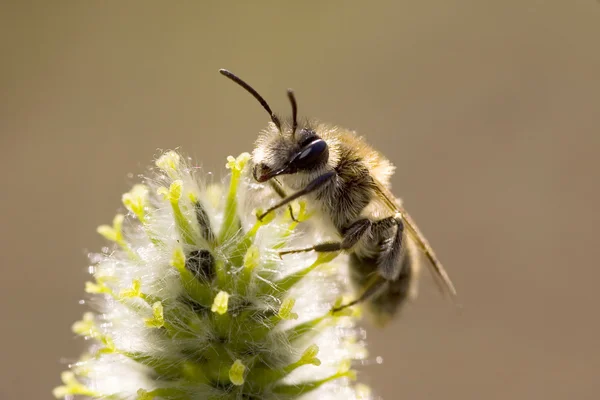 Солнечный свет пчела — стоковое фото