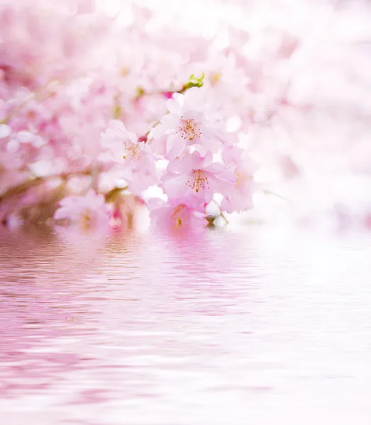 Весенний вишневый цвет — стоковое фото
