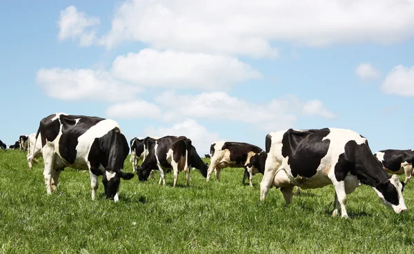 Выпас скота молочного скота — стоковое фото