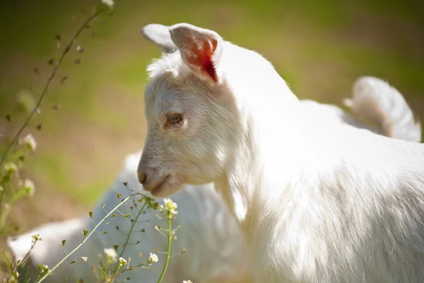 Милый ребенок коза — стоковое фото
