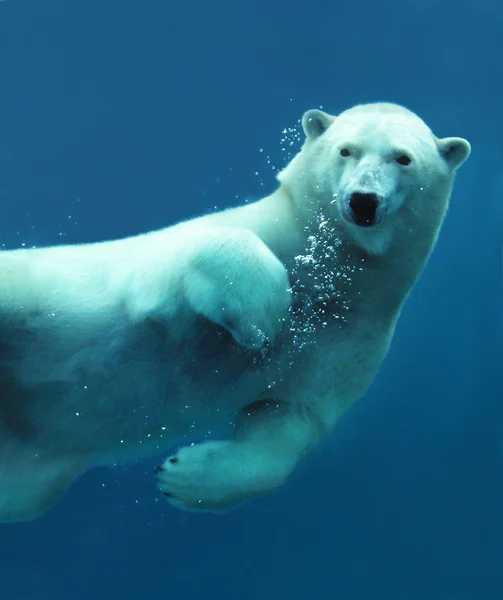 Белый медведь подводный крупный план — стоковое фото