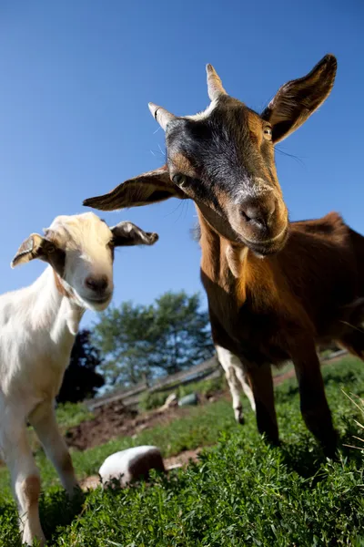 Молодые козы — стоковое фото