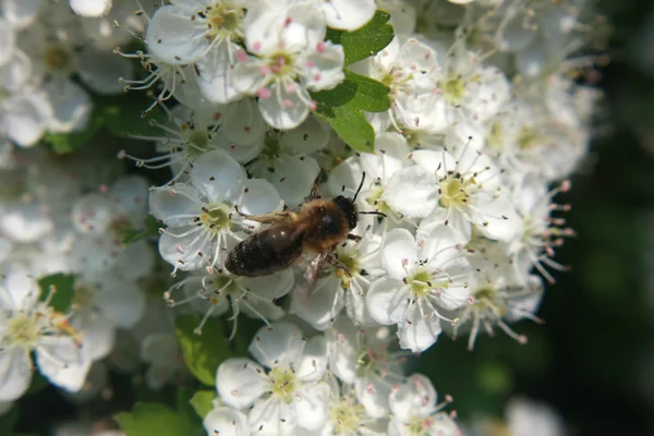 Пчела на цветами боярышника — стоковое фото