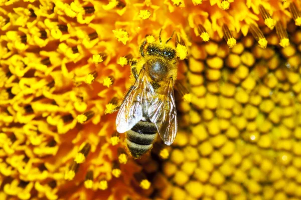 Пчела на подсолнечник — стоковое фото
