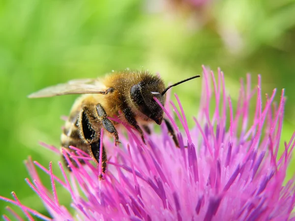 Пчела на шип — стоковое фото