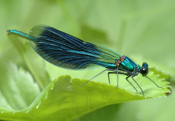 Стрекоза Calopteryx splendens Стоковое Изображение