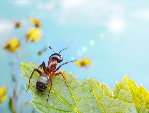 Садовый муравей ловли луч солнца — стоковое фото