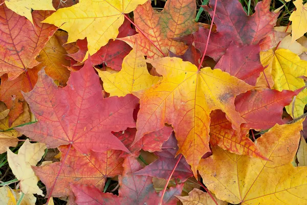 Осенью листва фон Стоковая Картинка