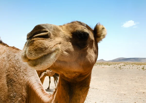 Верблюд в Сахаре в Марокко Лицензионные Стоковые Изображения