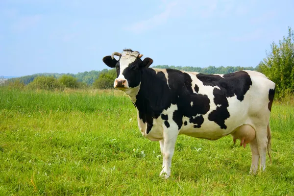 Корова, с молоком — стоковое фото