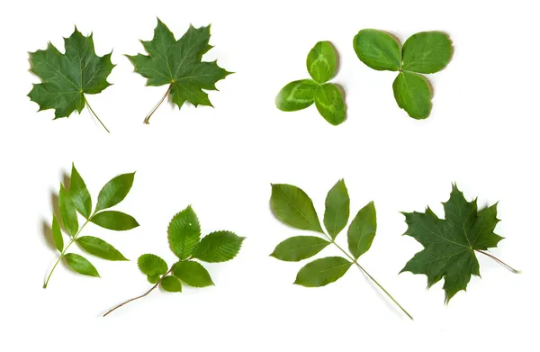 Зеленое дерево листья летом природа МВЗ — стоковое фото