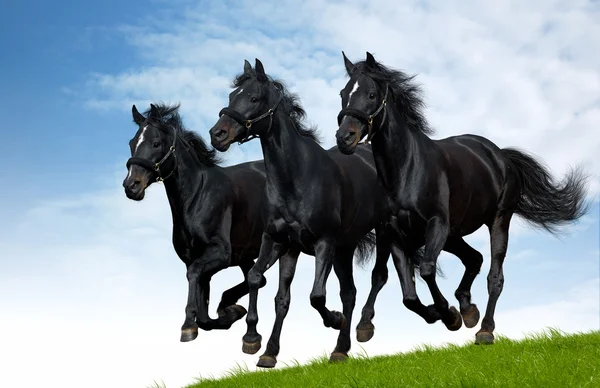 Кони черные — стоковое фото