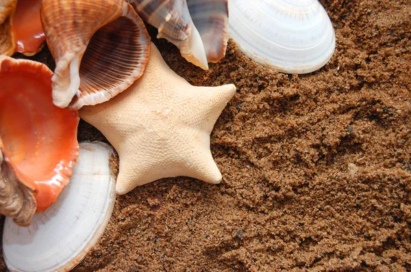 Морские звезды и морские ракушки на Золотой песок — стоковое фото