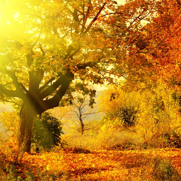 Осенний лес с лучом солнца — стоковое фото